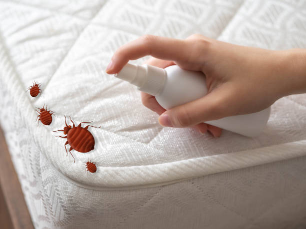 Trusted South Bend, WA Pest Control Experts