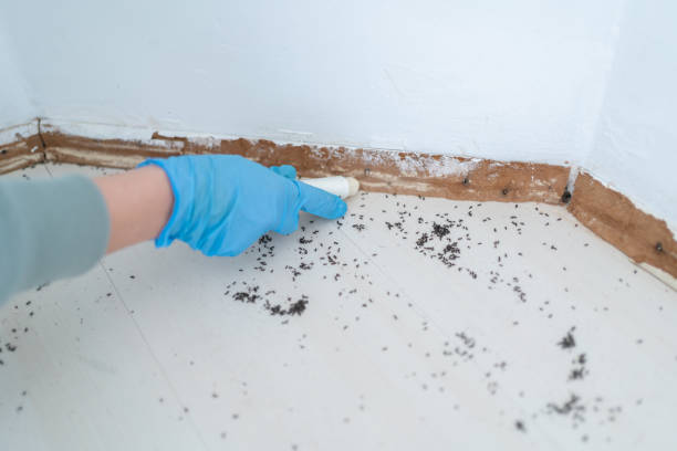 Best Pest Control Near Me  in South Bend, WA